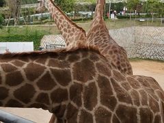 -泉州海丝野生动物世界