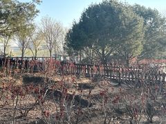 -莲花池公园