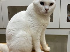 -楼上猫咖(罗湖店)