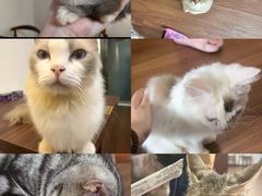 -楼上猫咖(罗湖店)