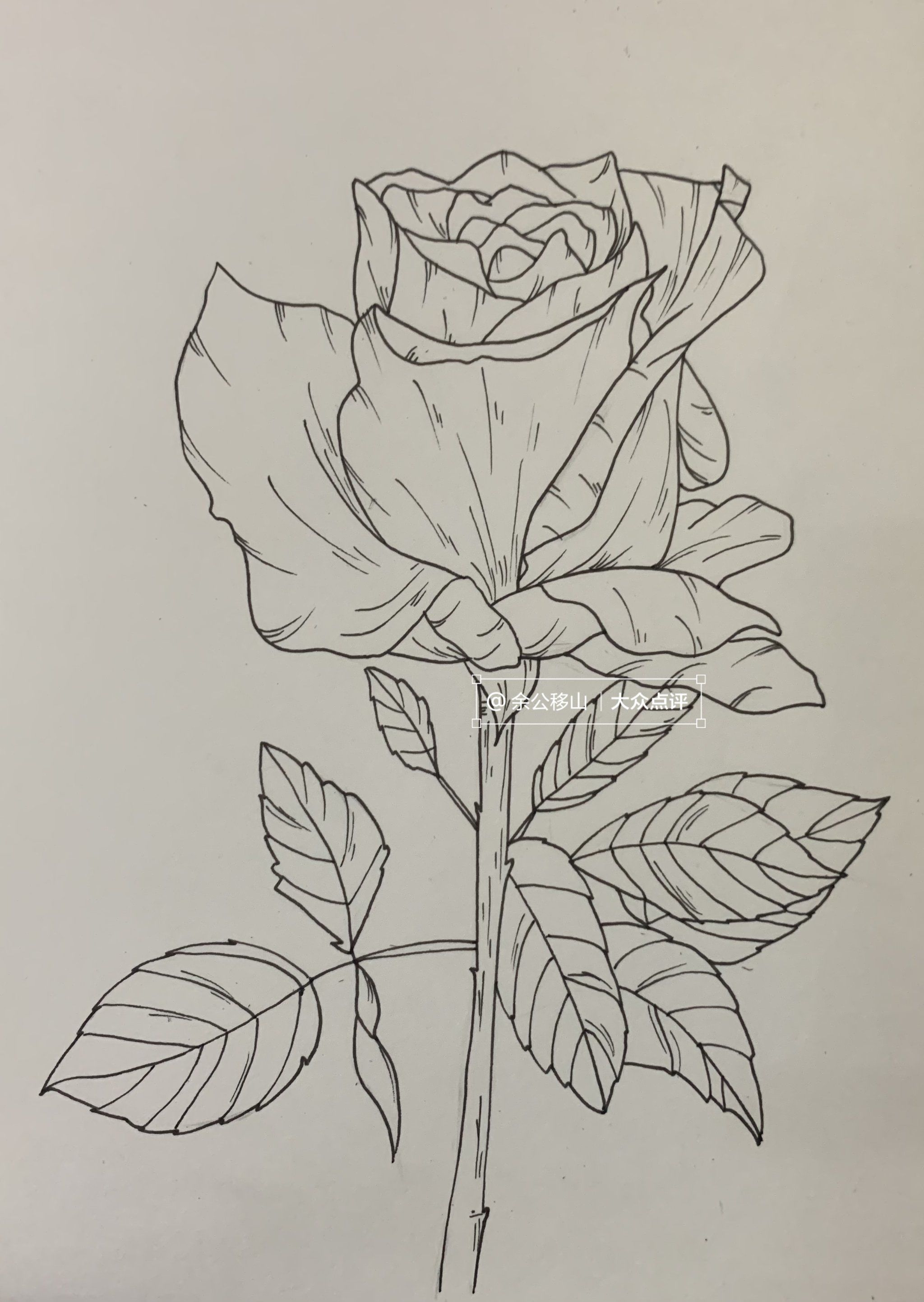 炙热的玫瑰我也有一朵