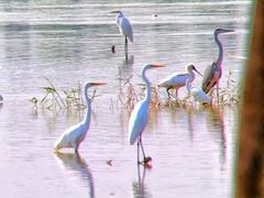-大湾区中央湿地公园