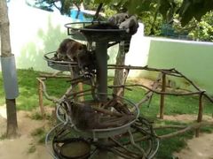 -西霞口神雕山野生动物世界