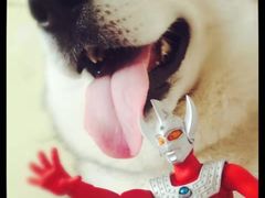 -Husky Go! 哈士奇体验馆·宠物咖啡厅狗咖