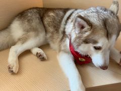 -Husky Go! 哈士奇体验馆·宠物咖啡厅狗咖