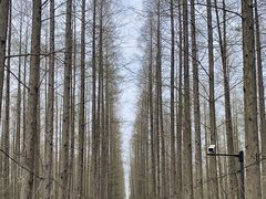 -东平国家森林公园