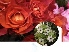 -静岸花卉园艺(三星坊店)