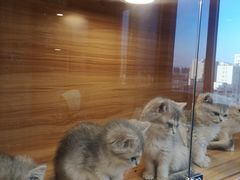 -猫十亿·布偶金渐层·曼基康矮脚猫舍(青年路店)