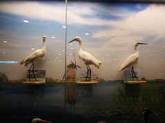 -下渚湖国家湿地公园科普馆