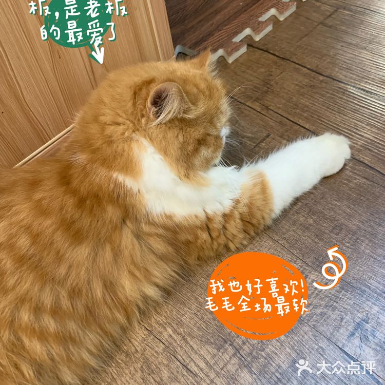 中山探店·庭院式撸猫馆❗️不限时‼️煮茶戏猫