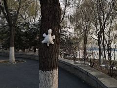 -大兴滨河森林公园