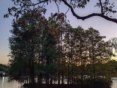 -上海共青森林公园