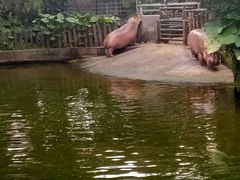 -深圳野生动物园