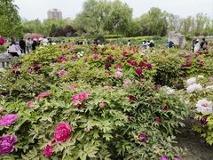 -莲花池公园