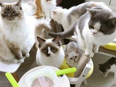 -喵的天空名猫咖啡馆·撸猫·猫舍·用品