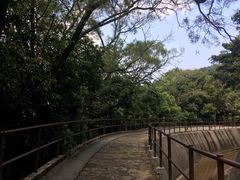 -狮子山郊野公园