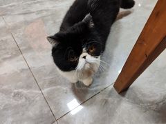 -猫小院猫主题餐厅(南锣旗舰店)