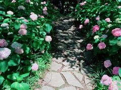 -上海滨江森林公园