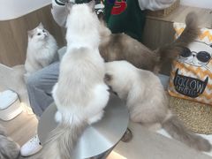 -瞄一喵猫咖(格力海岸店)