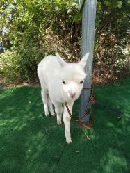 -萌宠亲子动物乐园(槐房万达店)