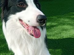 -汪说喵讲宠物乐园宠物酒店(红星美凯龙店)