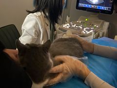 -猫大福·Fortune Cat猫舍(百子湾店)