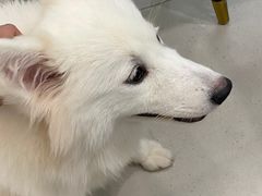 -安格丽娜·狗咖·猫咖羊驼咖(春熙路百盛商场店)