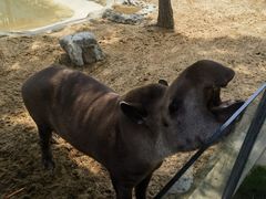 -西霞口神雕山野生动物世界