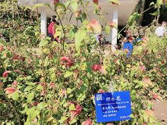 -中国科学院西双版纳热带植物园