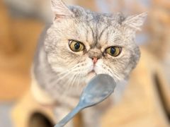 -楼上猫咖(罗湖店)
