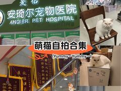 -爱侣·安琦尔宠物医院·中兽医针灸·心内科·狂犬免疫点(宝山区院)