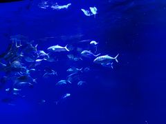 -烟台海昌鲸鲨海洋公园