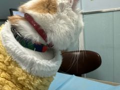 -纳吉亚猫专科动物诊疗中心(蒋宅口分院)