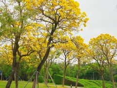-深圳人才公园