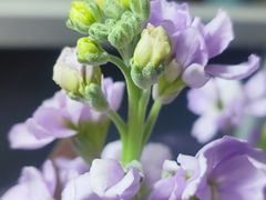 -循礼门鲜花花市(武汉循礼门店)