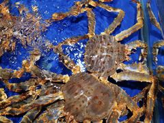 -盒马鲜生(顺义店)