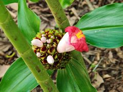 -中国科学院西双版纳热带植物园