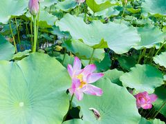 -莲花池公园