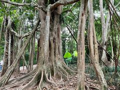 -中国科学院西双版纳热带植物园