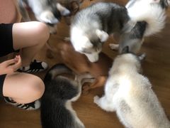 -Husky Go! 哈士奇体验馆·宠物咖啡厅狗咖