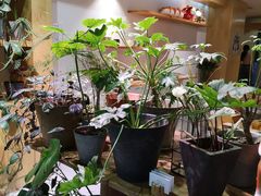 -柴务处·柴犬主题狗咖