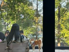 -J Create城市露营咖啡·简餐·宠物(上海动物园店)