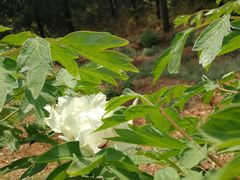 -北京西山国家森林公园