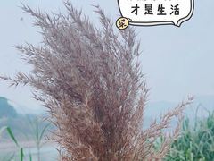 -金海湾滨江公园