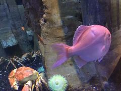 -迪拜水族馆及水下动物园