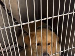 -瑞派康怡24h宠物医院·犬猫医疗中心·微创绝育(瑞景分院)