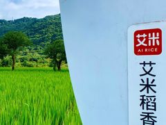 -艾米稻香小镇