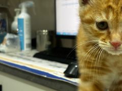 -四月宠物医院·猫专科·心脏专科·内科(转塘店)
