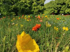 -上海共青森林公园