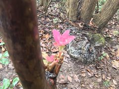 -午潮山国家森林公园